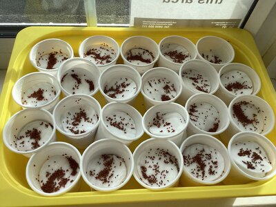 Image of Year 1 are growing seeds!