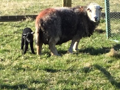 Image of Lovely Lambs