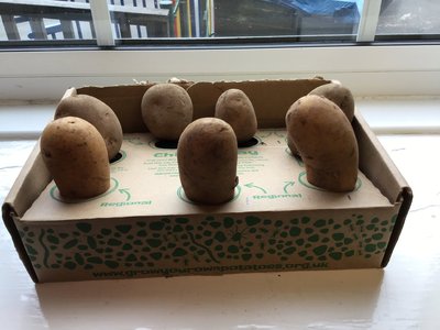 Image of Year 1 Potato Project!