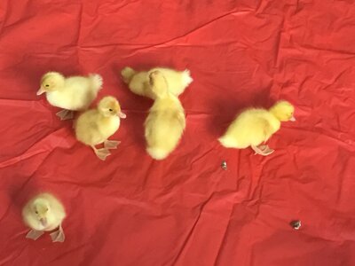 Image of Five Little Ducks (Plus One)!