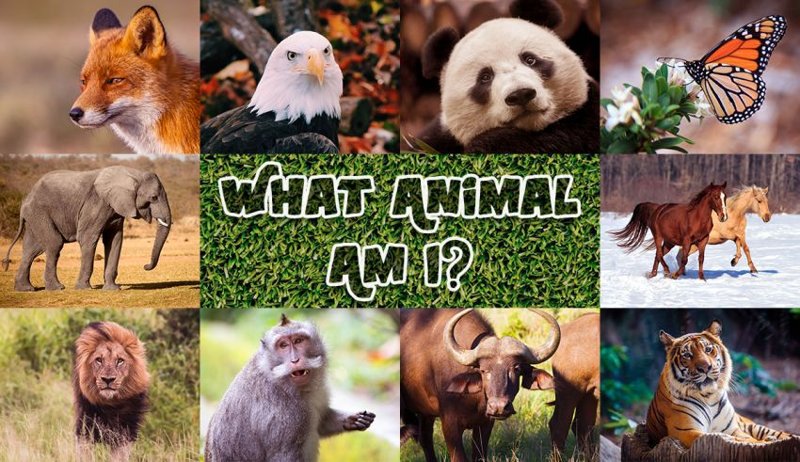 Image of What Animal Am I? 